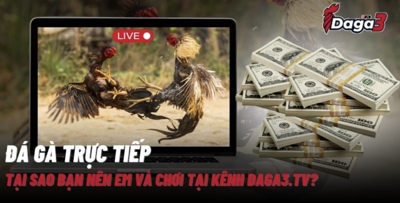 Giới thiệu về kênh đá gà trực tiếp thomo bestbroker.top