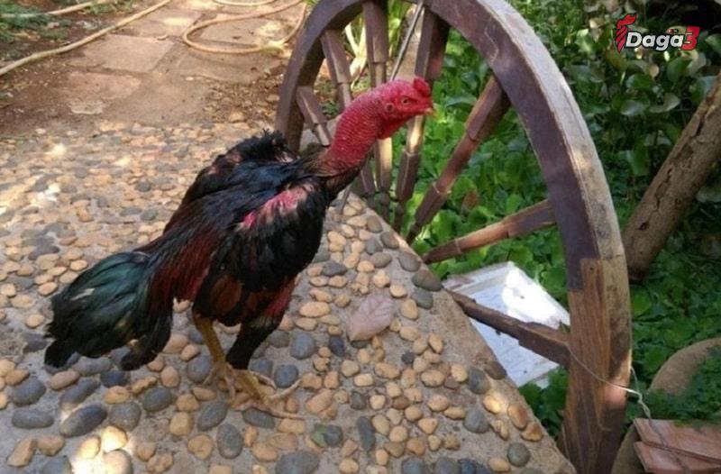 Gà chọi yếu chân do bị chấn thương