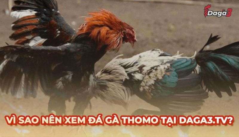 Vì sao nên chọn bestbroker.top để xem đá gà trực tiếp thomo